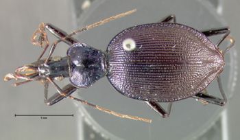Media type: image;   Entomology 22987 Aspect: habitus dorsal view